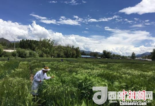 西藏與9家國(guó)家重點(diǎn)實(shí)驗(yàn)室合力促青稞增產(chǎn)、牦牛育肥