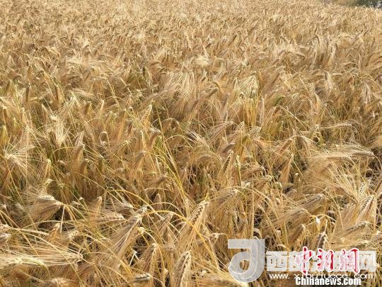 2017年西藏青稞種植面積達(dá)210多萬(wàn)畝，占糧食播種面積的75%。圖為成熟期的青稞?！⊥跤窳?攝