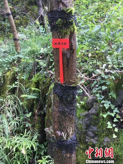 貴州同威生物科技有限公司鐵皮石斛種植?！≈軏?攝