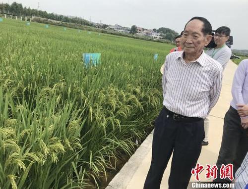 資料圖：袁隆平正在田間察看水稻生長(zhǎng)情況。 唐小晴 攝
