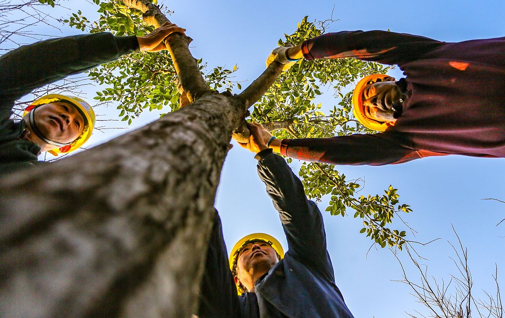 2021年11月26日，河北邯鄲，園林工人正在城東植樹(shù)。