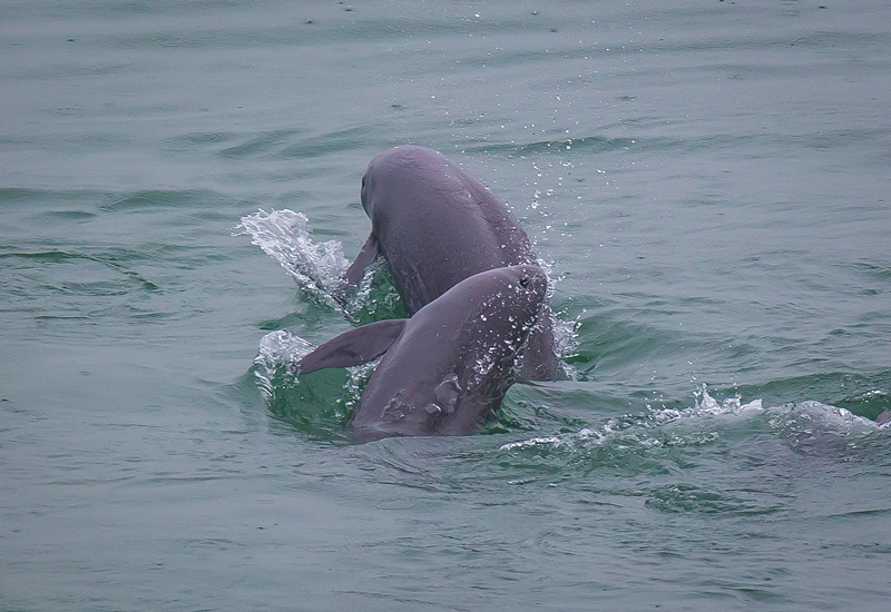 2021年5月10日，在湖北省宜昌市江邊，長江江豚在水中嬉戲。